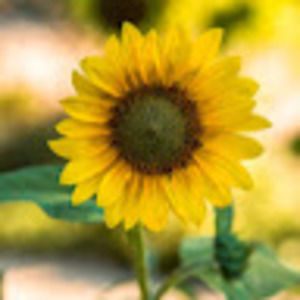 Meet your Posher, Lily